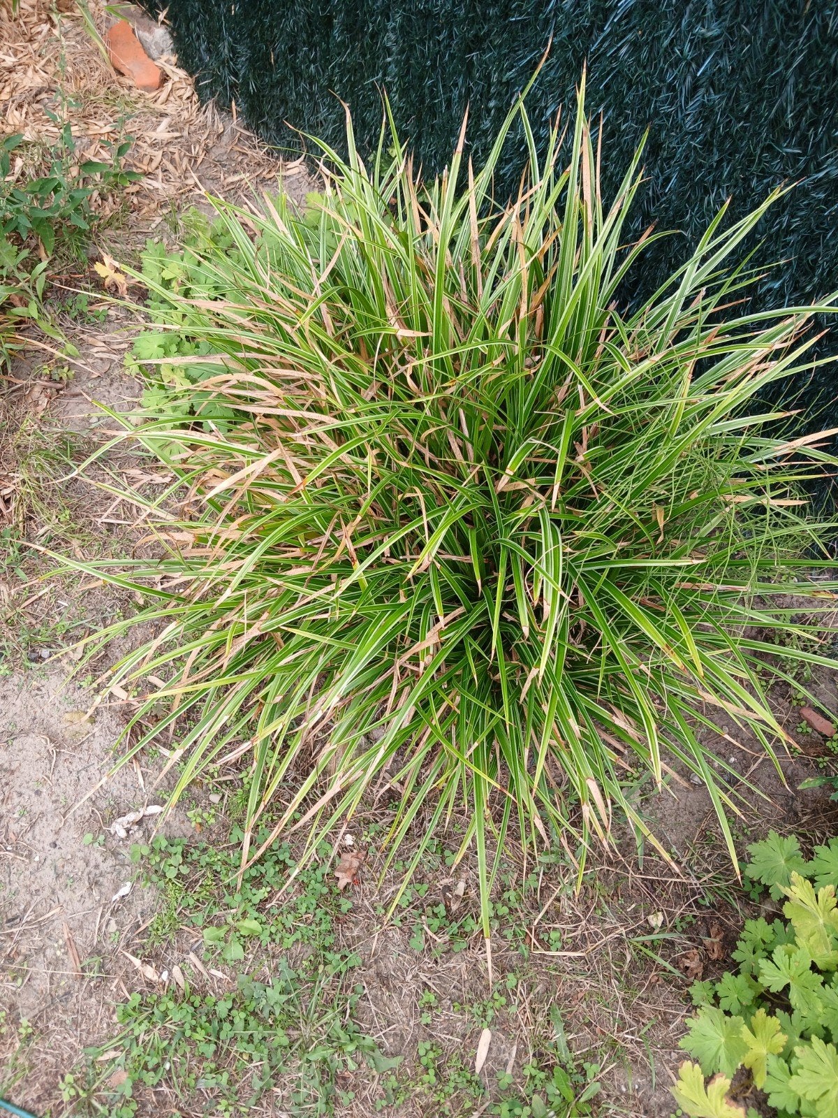 planten, Enlèvement, Automne