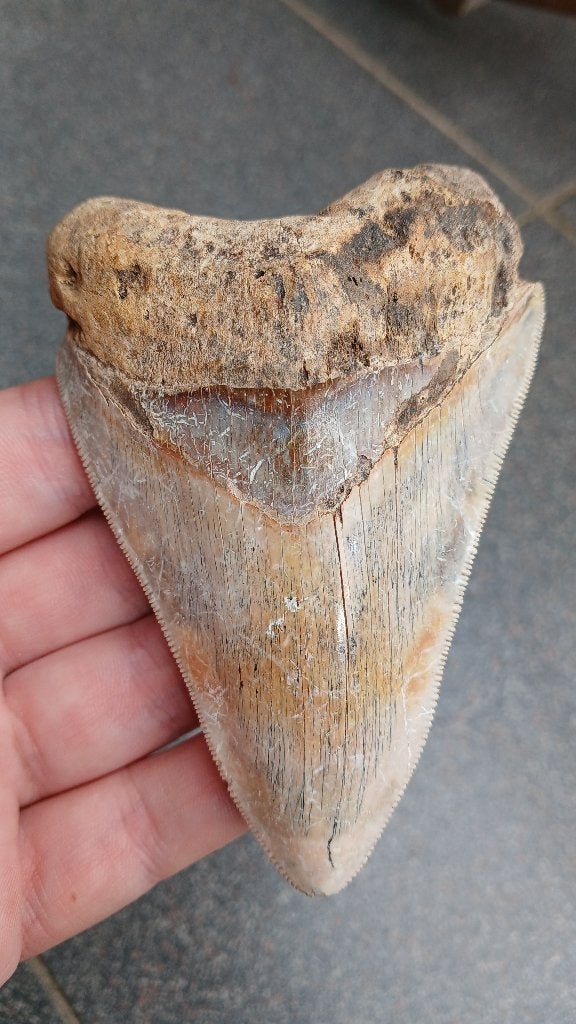 Un megalodon aux belles couleurs de dents de requin, Collections, Enlèvement ou Envoi, Fossile