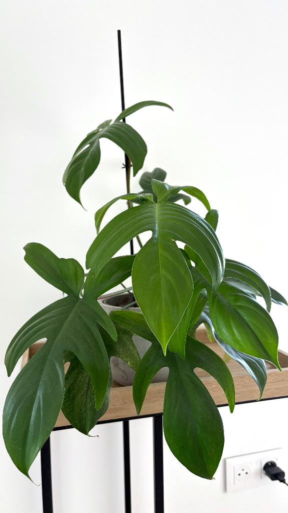 Philodendron Florida Ghost – avec cache-pot aspect béton, Huis en Inrichting, Kamerplanten, Ophalen, Overige soorten, In pot, Minder dan 100 cm