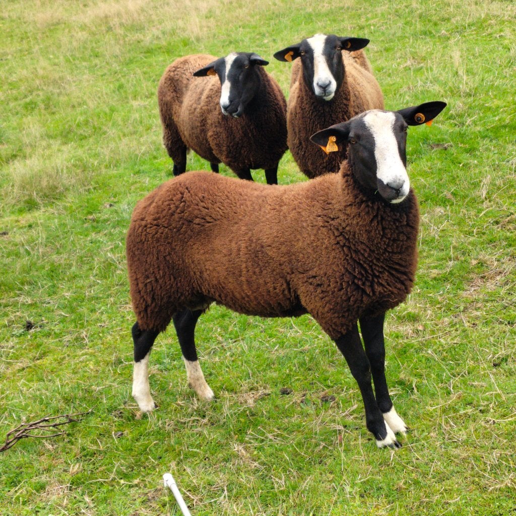 Zwartbles ram, Dieren en Toebehoren