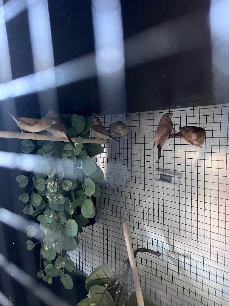 Zilverbekjes 5€ stuk, Dieren en Toebehoren, Vogels | Overige Vogels, Meerdere dieren, Tropenvogel