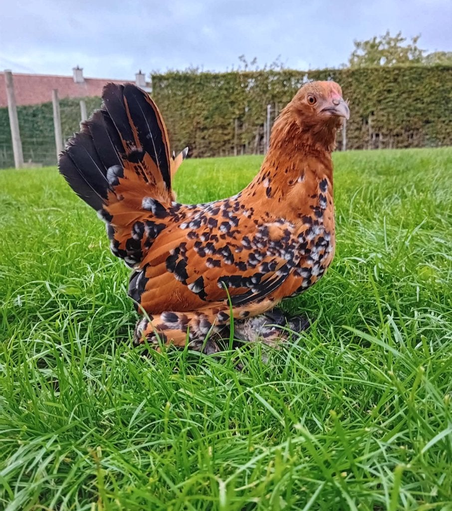 Gebaarde sabelpootkriel hen/hennen te koop, Vrouwelijk, Kip