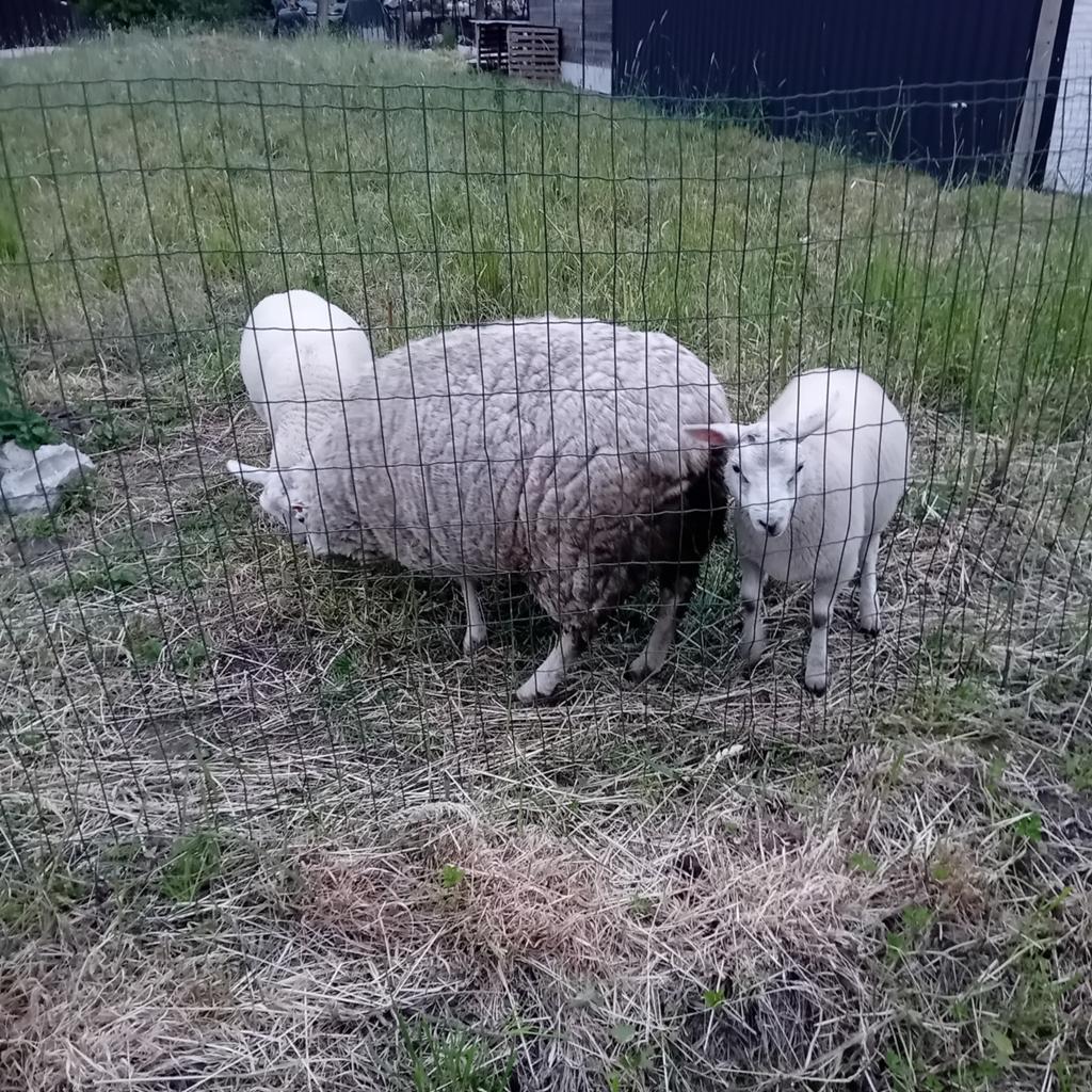 Ooi met 2 bokken, Dieren en Toebehoren, Schapen, Geiten en Varkens
