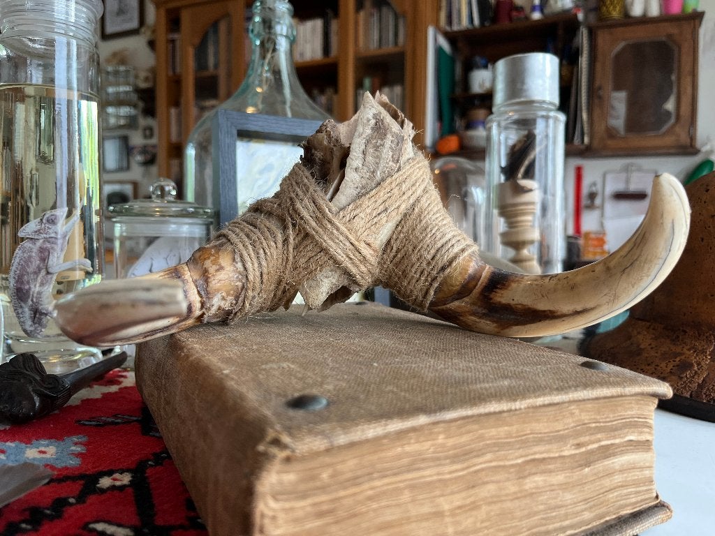 Défenses de Phacochère, Enlèvement ou Envoi, Comme neuf, Animal sauvage, Crâne