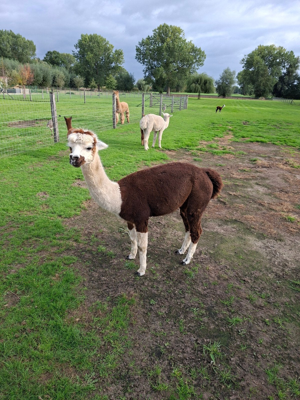 alpaca, Septembre