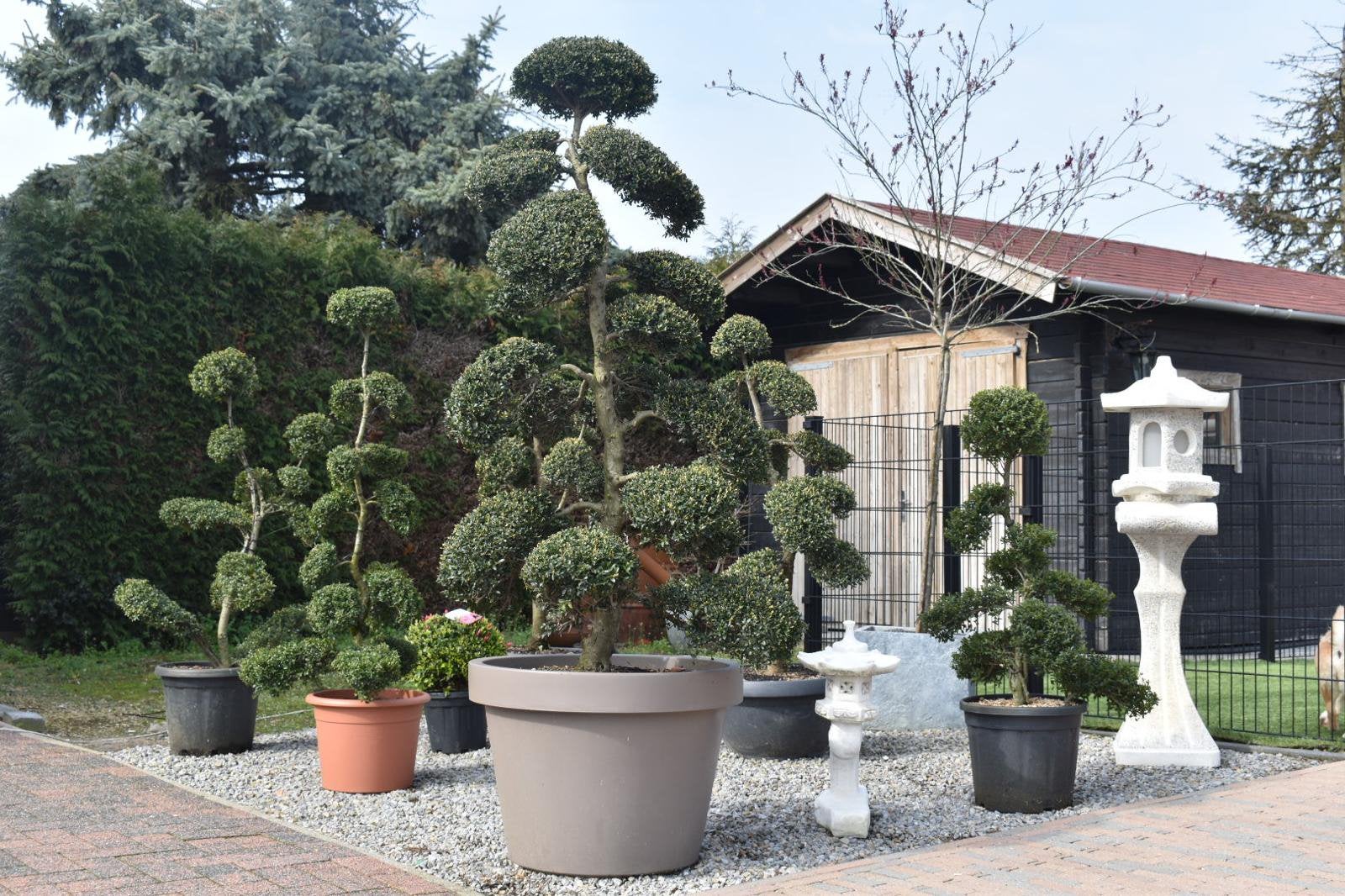 Japanse Bonsai ilex crenata kinme japan import, Jardin & Terrasse, Enlèvement