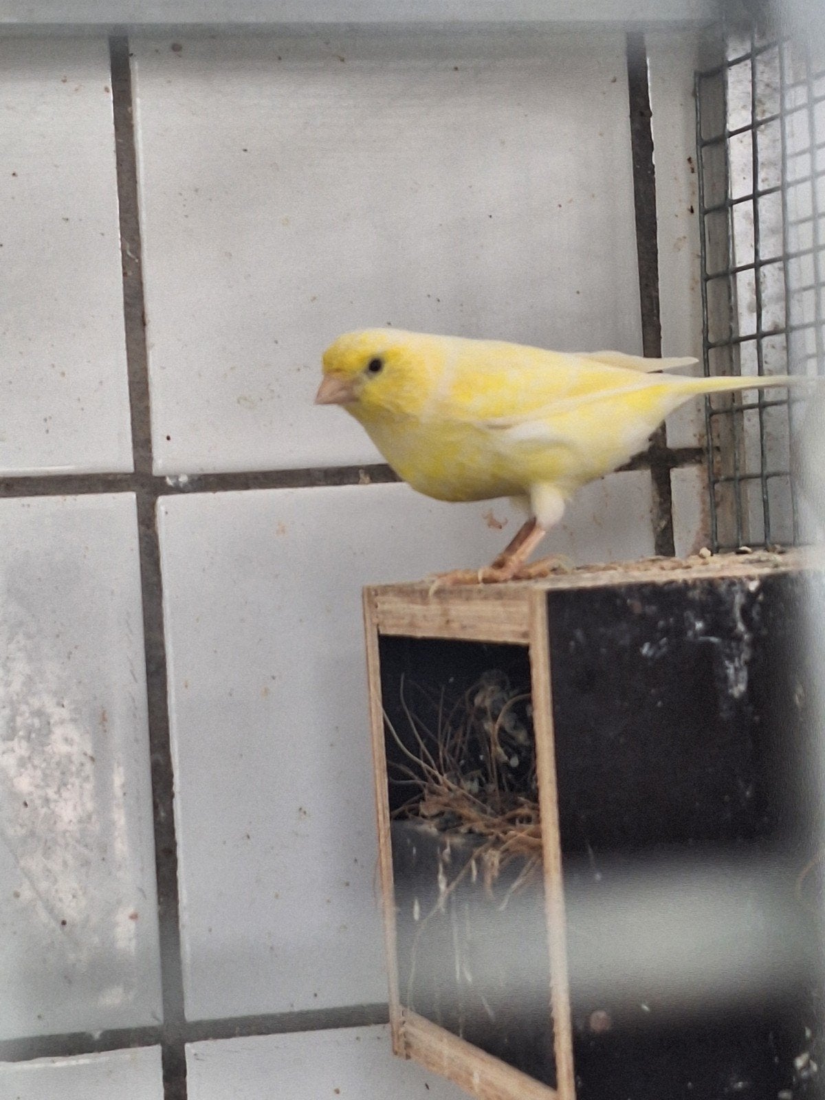 kanarie, Dieren en Toebehoren, Vogels | Kanaries