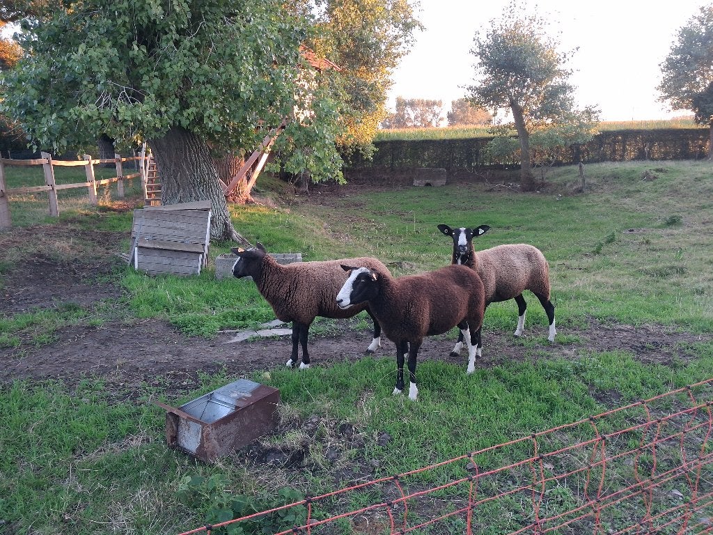 schapen, Mouton