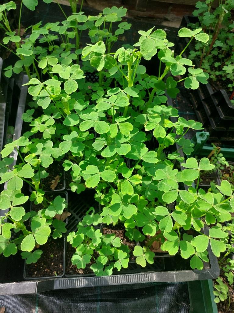 Oca - p9, Tuin en Terras, Ophalen