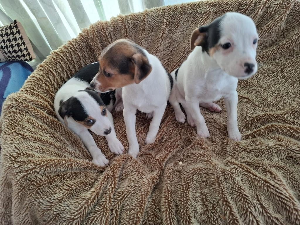 Boerenfox pups