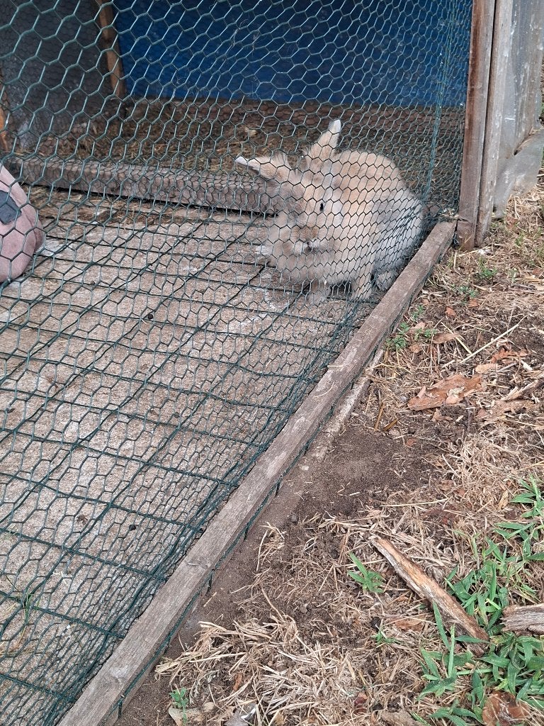 Konijntje, Animaux & Accessoires, Lapins, Femelle, Petit, 0 à 2 ans