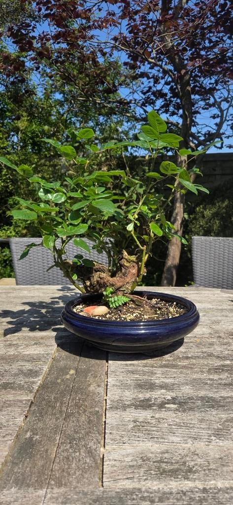 Bonsai. Roos., Tuin en Terras, Planten | Bomen, Ophalen