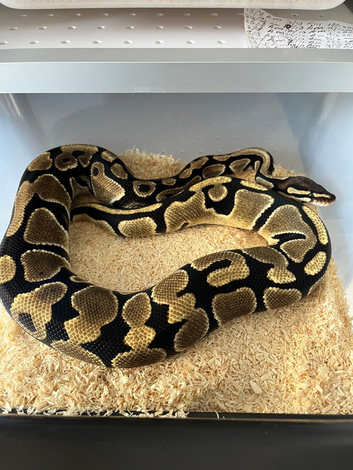 Sale Antwerpen Div.Koningspythons,Ball Python,Python Regius Ball Python photo 16