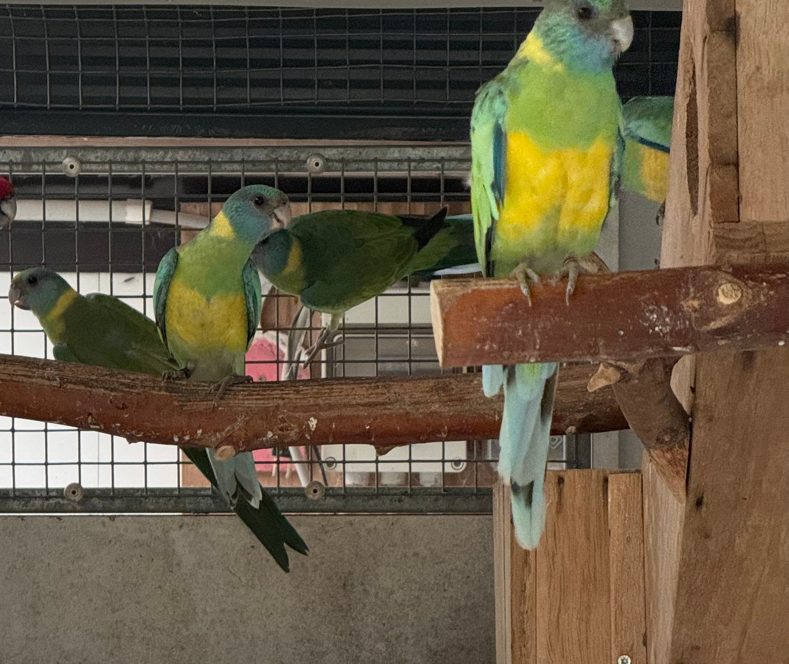 Cloncurry parkieten, Dieren en Toebehoren, Meerdere dieren, Parkiet, Geringd