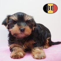Chiots Yorkshire à vendre - De vrais petits trésors, 15 semaines à 1 an, Commerçant, Yorkshire Terrier, Plusieurs
