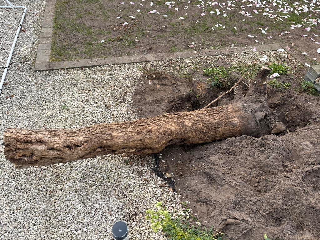 Brandhout, Minder dan 3 m³, Ophalen, Overige houtsoorten, Stammen