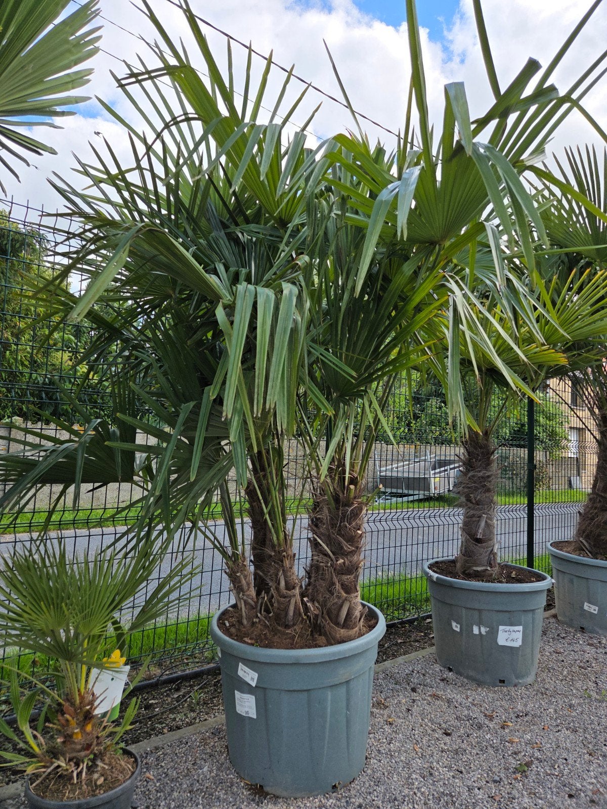 Winterharde palmboom Trachycarpus Fortunei multistam, Ophalen, Halfschaduw
