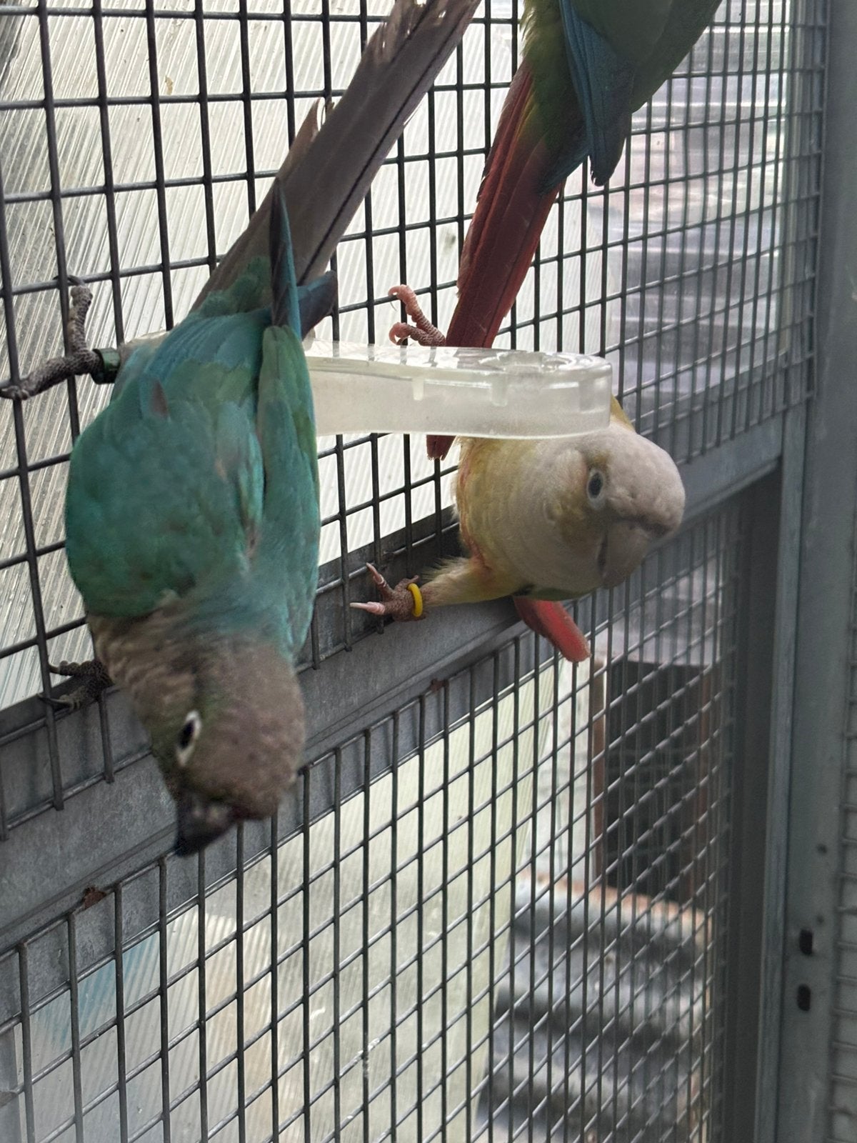 Avendre, Animaux & Accessoires, Mâle, Perruche, Bagué