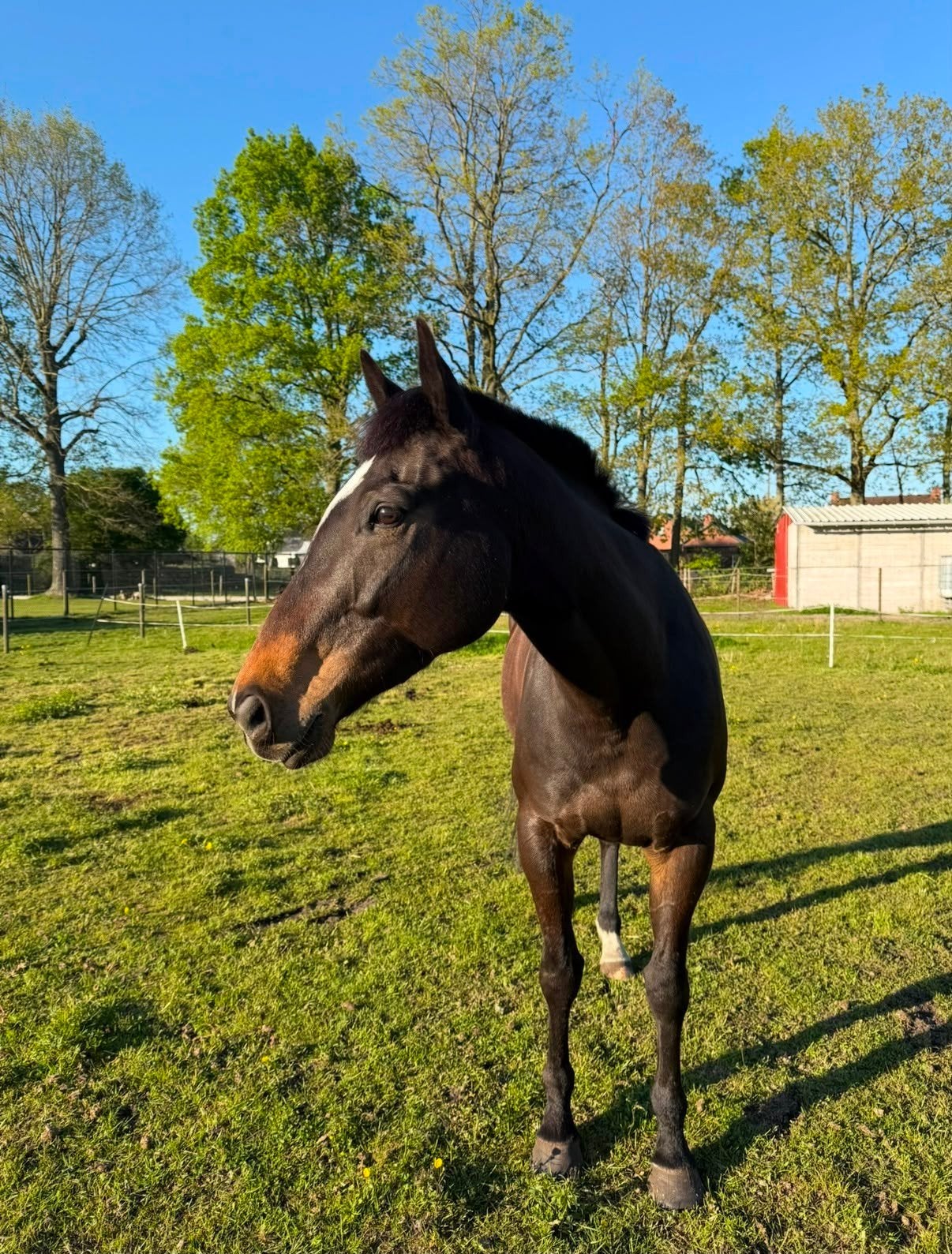 paard, Merrie, Met stamboom