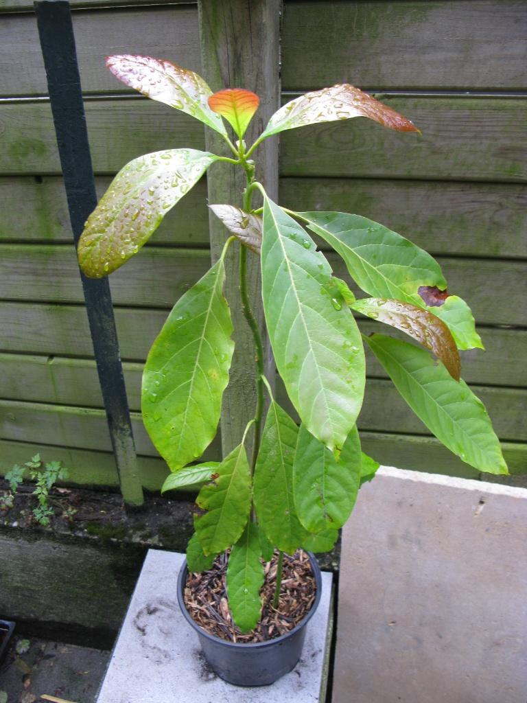 Avocatier, Enlèvement, Autres espèces, En pot, Ombre partielle