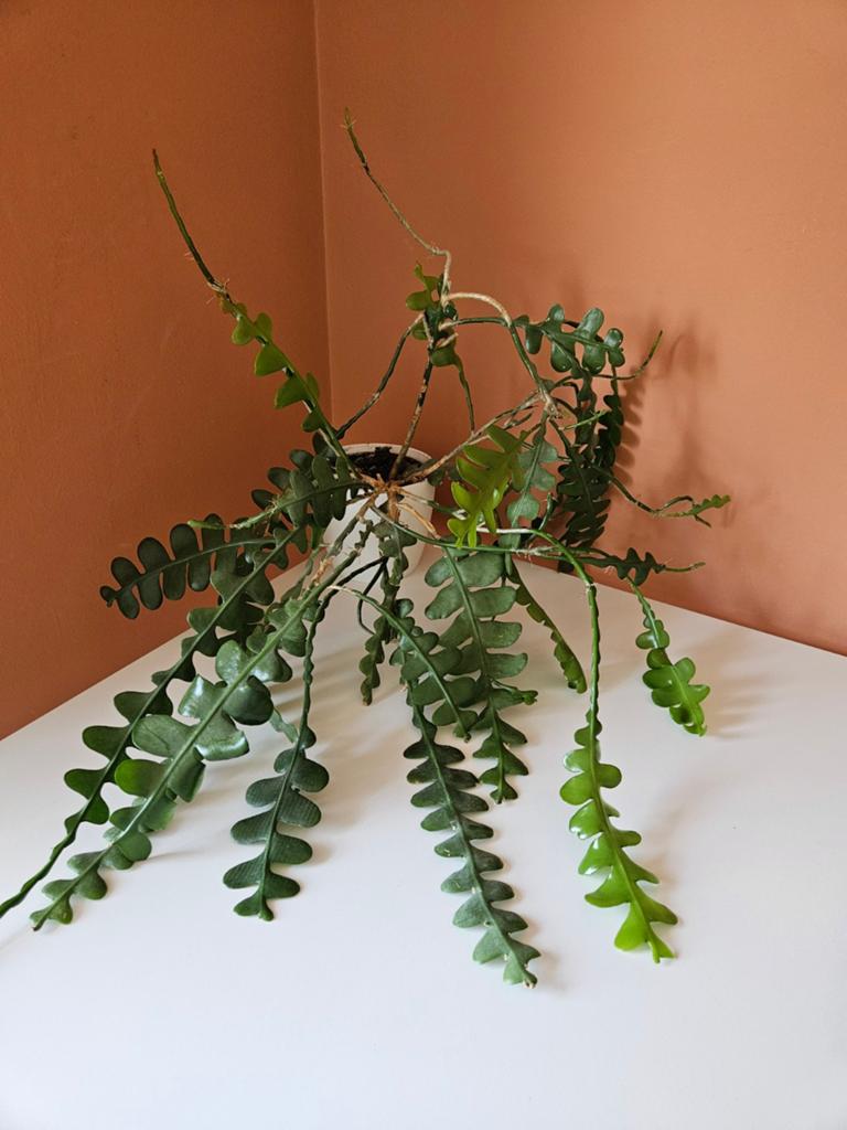 Zaagcactus, Huis en Inrichting, Kamerplanten, Ophalen