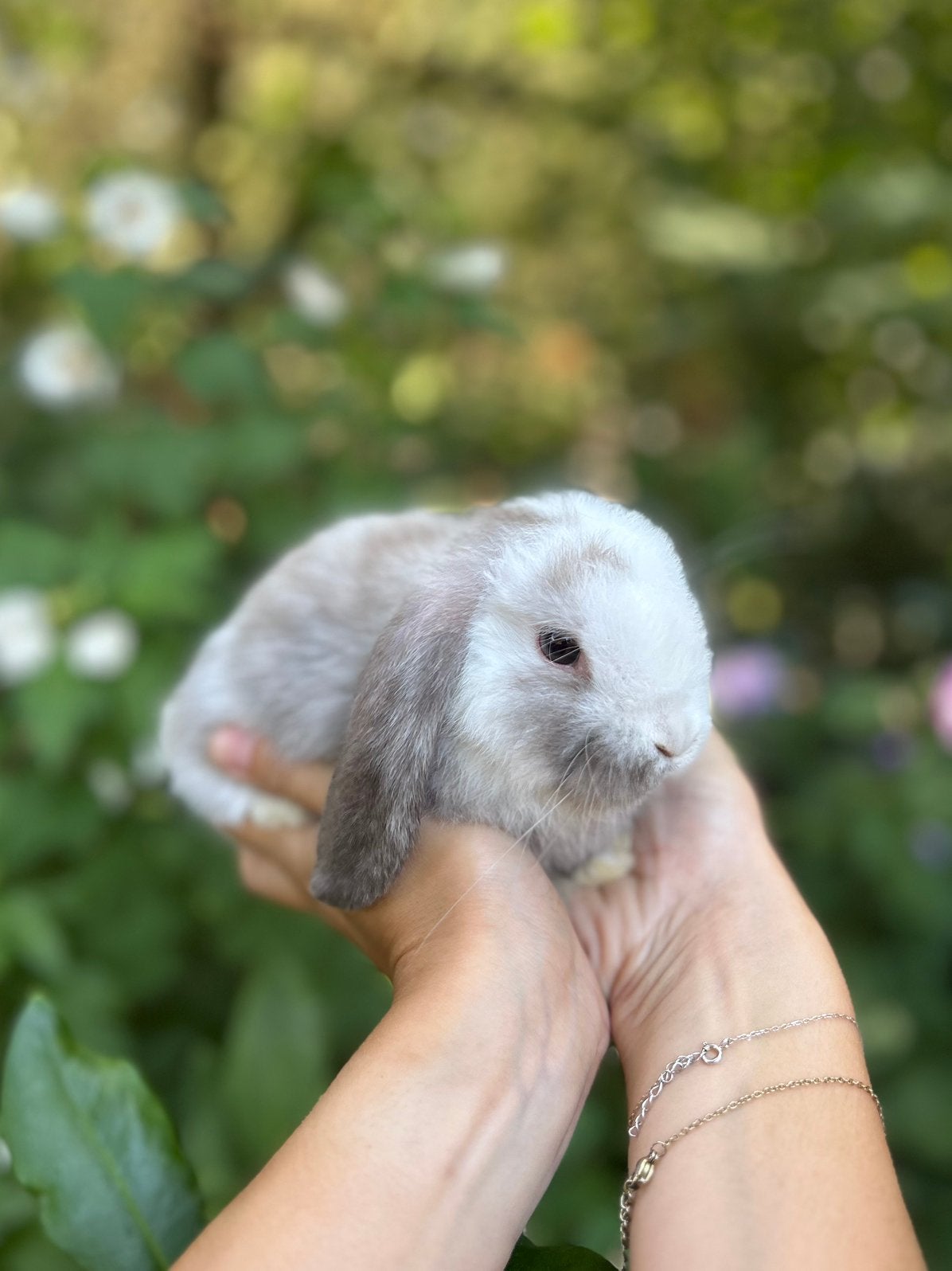 Lieve NHD’tjes, Dieren en Toebehoren