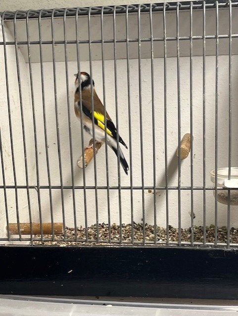 Major putters, Dieren en Toebehoren, Mannelijk, Wildzangvogel, Geringd