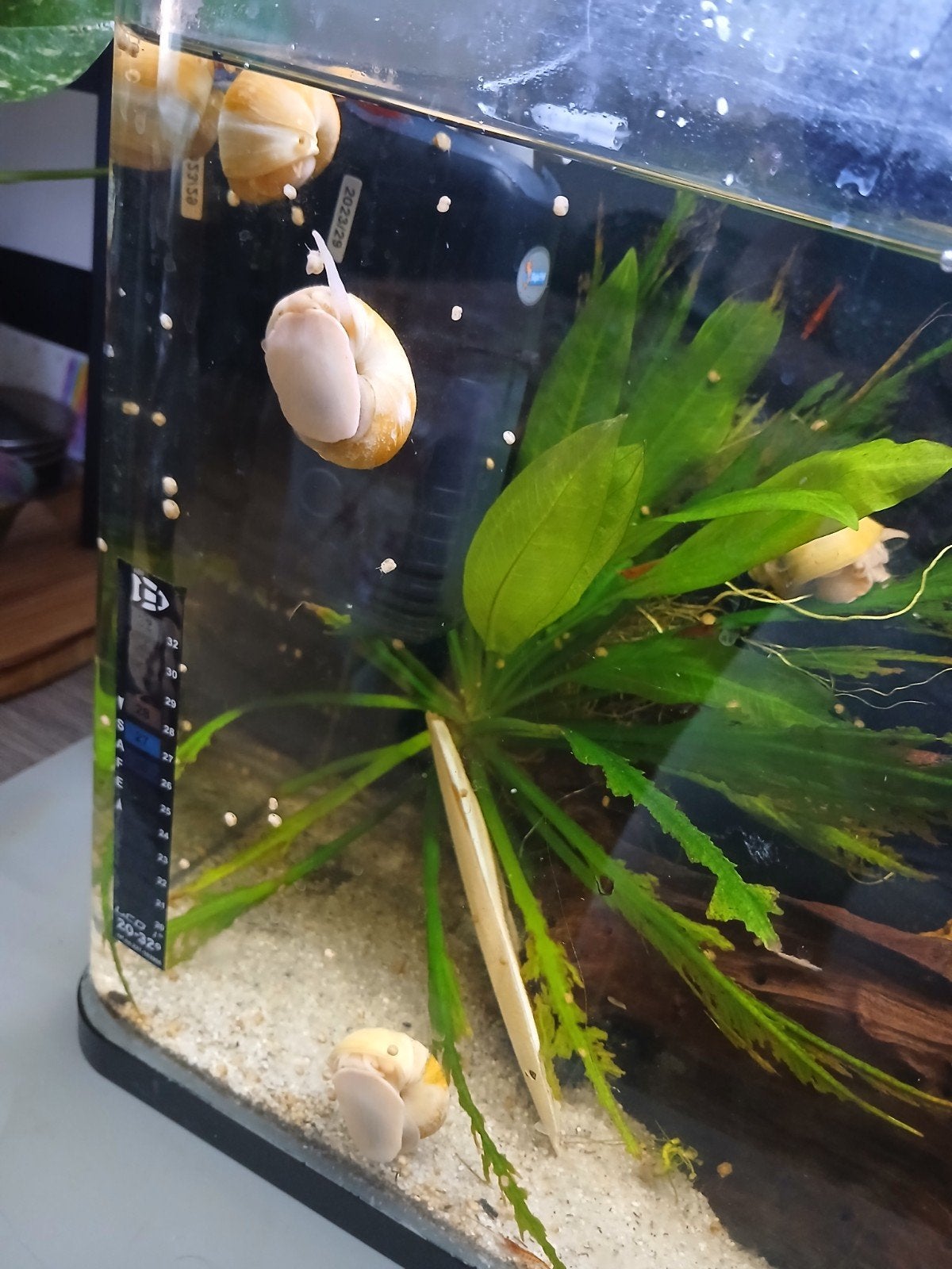 baby appelslakjes, Escargot ou Mollusque, Poisson d'eau douce
