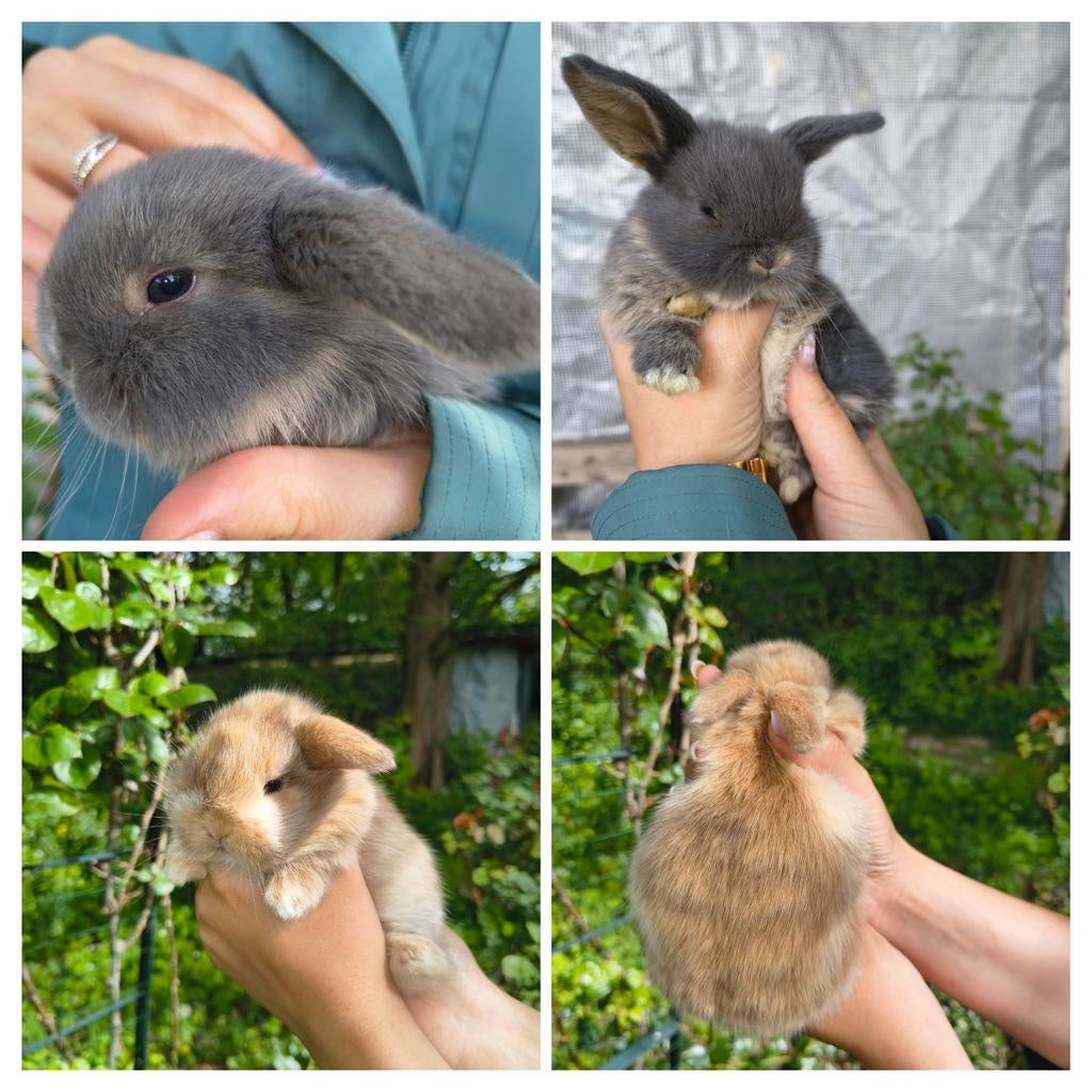Prachtige jonge NHD dwergkonijn tjes, Dieren en Toebehoren, Konijnen, Dwerg, Meerdere dieren, 0 tot 2 jaar, Hangoor