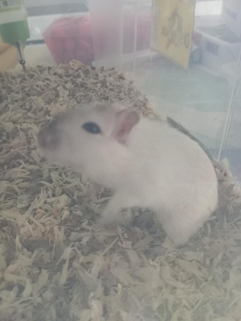 Vrouwelijke gerbil, November, Vrouwelijk, Overige typen
