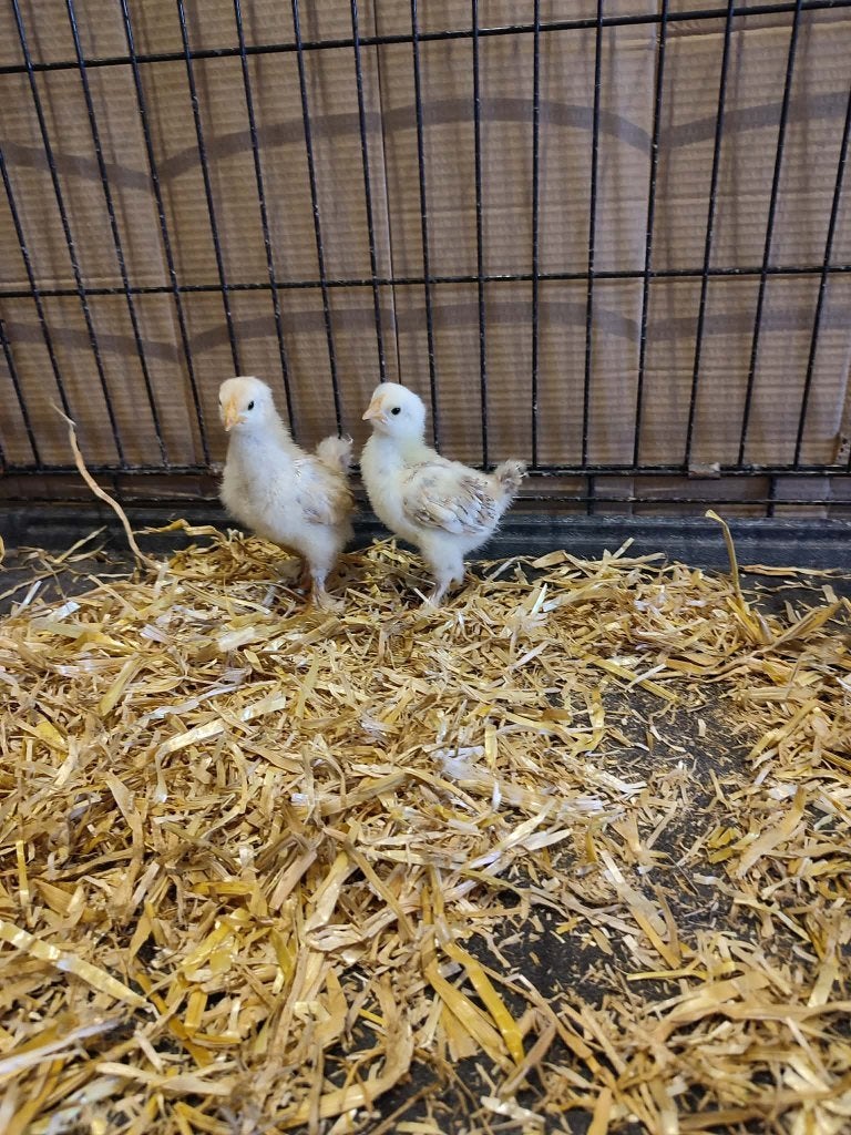 kuikens te koop, kruising cochin en legkip, koppel, Dieren en Toebehoren, Meerdere dieren, Kip