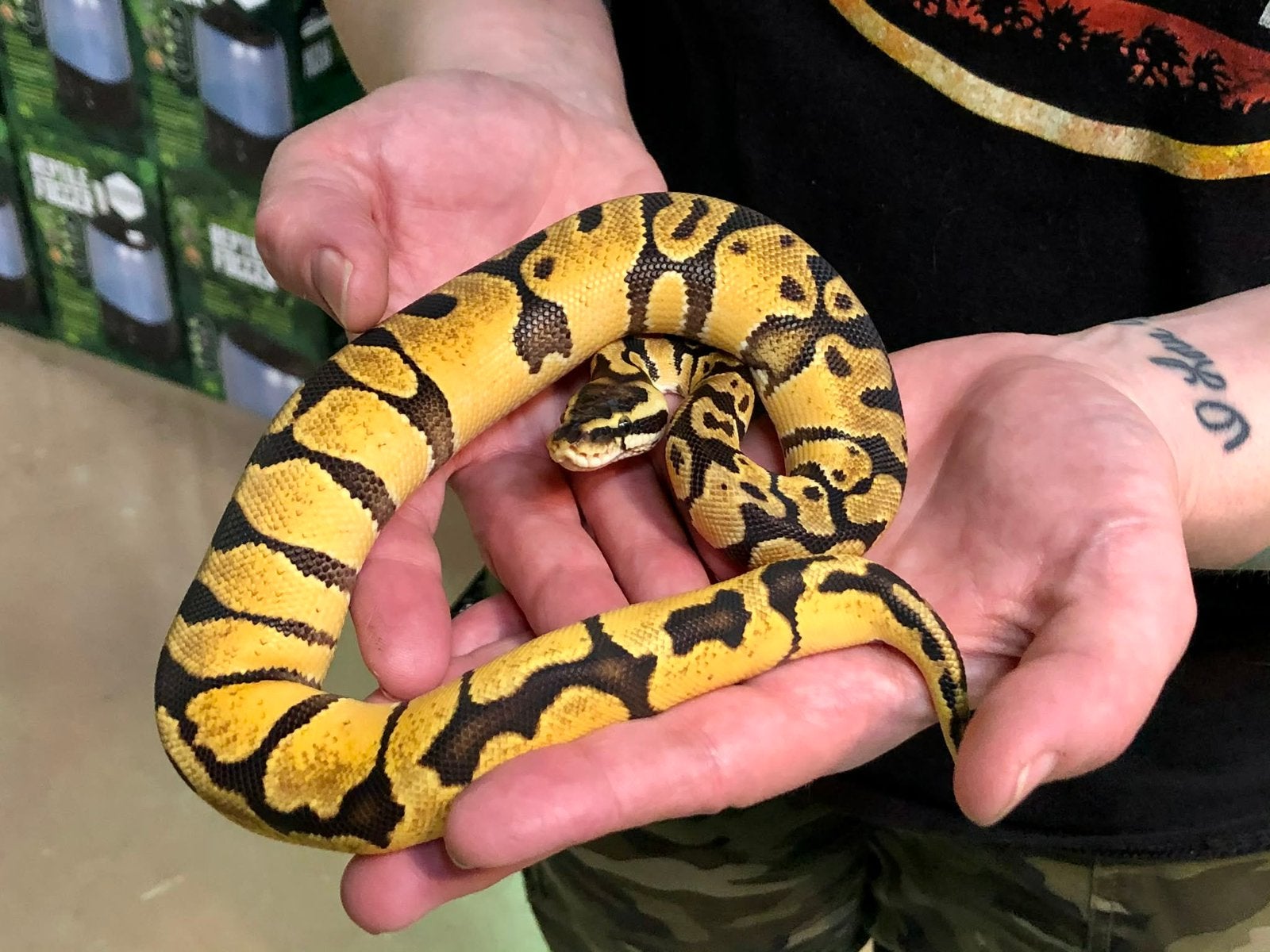 2 slangen te koop, Februari, Meerdere dieren
