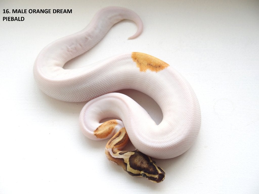 Koningspythons nakweek 2026 Ball Python photo 16