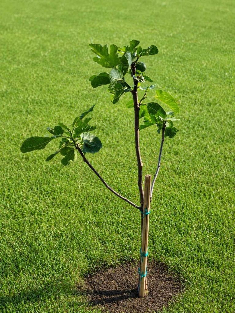 Vijgenbomen brown turkey, Tuin en Terras, Planten | Tuinplanten, Ophalen, Zomer, Vaste plant, Fruitplanten