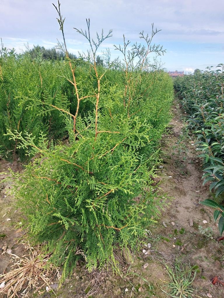 Thuja Brabant, Enlèvement, Conifère