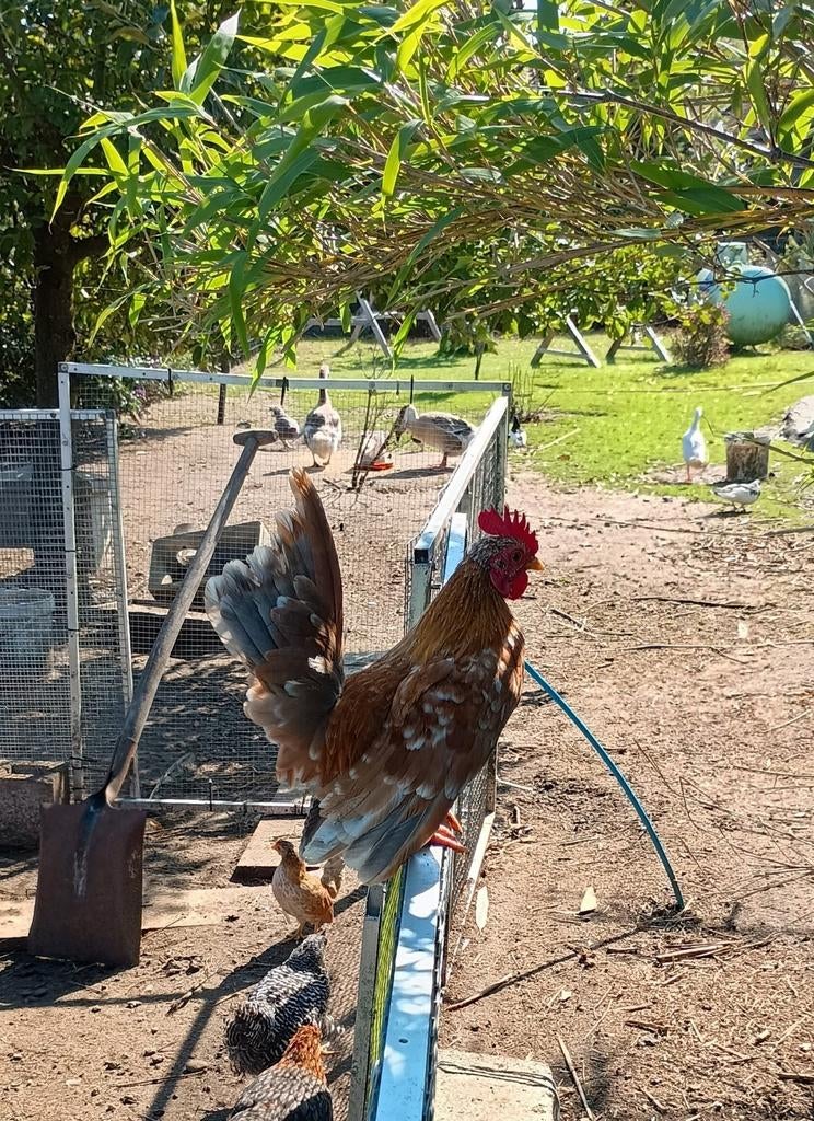 Te koop, broedeieren van Serama, Dieren en Toebehoren, Geslacht onbekend, Kip