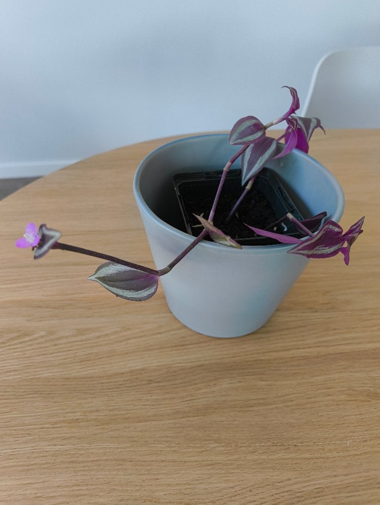 Tradescantia zebrina - Kamerplant /Hangplant (meerdere), Ophalen, Overige soorten, Halfschaduw, Minder dan 100 cm