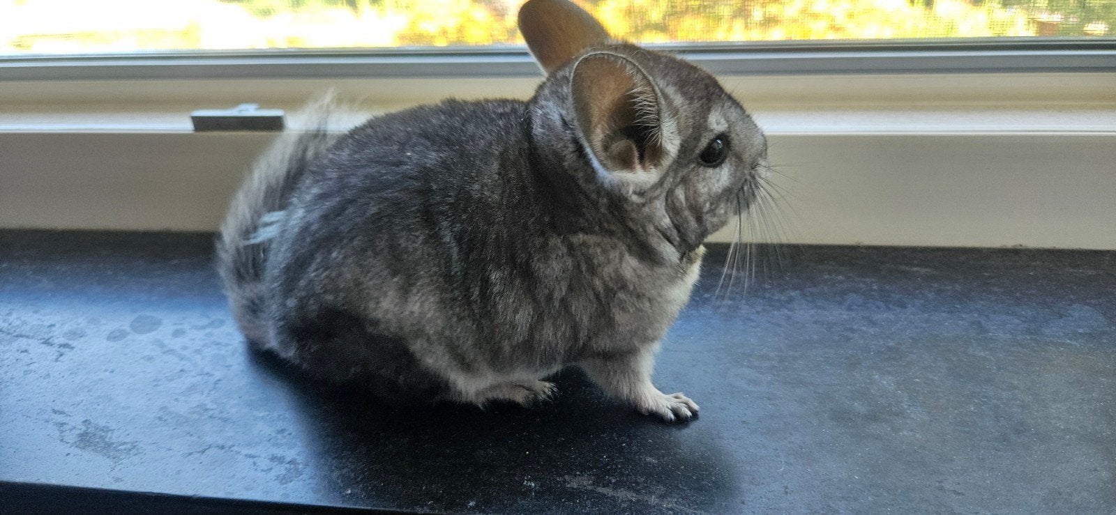 chinchilla mannetjes, Animaux & Accessoires, Rongeurs, Chinchilla, Mâle, Mars, Domestique