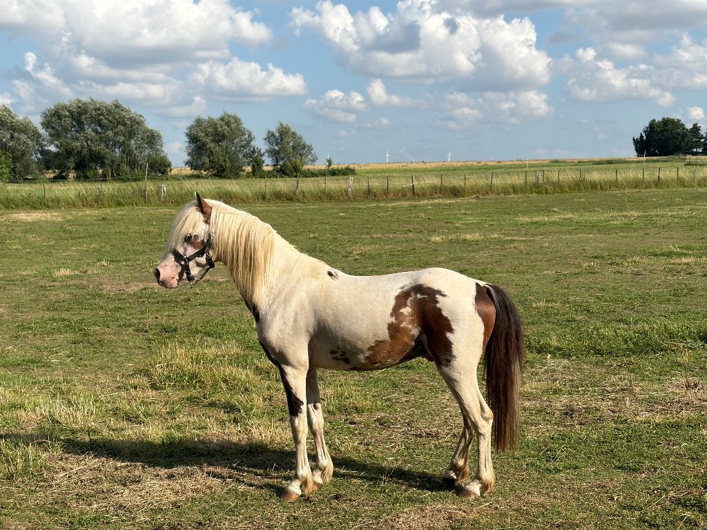 Poney, Animaux & Accessoires, Vermifugé, Poney de récréation, Poney A (jusqu'à 1.17 m), 3 à 6 ans