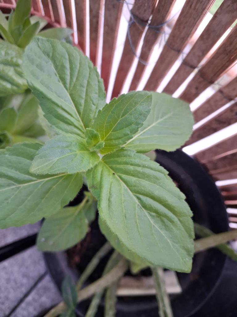 Plantes aromatiques, Jardin & Terrasse, Enlèvement