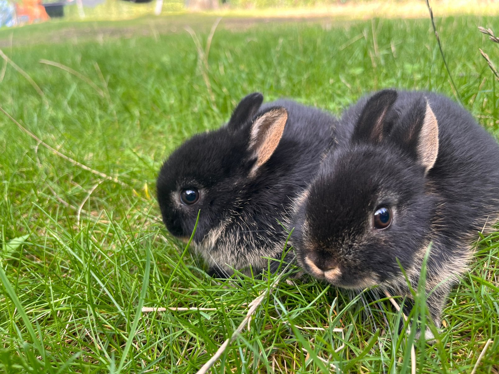 Jonge kleurdwerg konijntjes, Dieren en Toebehoren