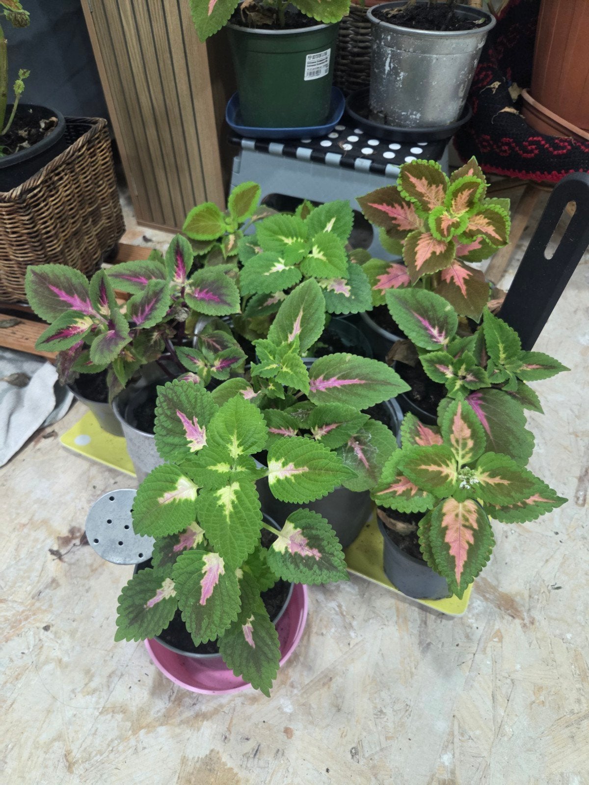 Plusieurs Plantes intérieur Coleos et d’autres, Ophalen