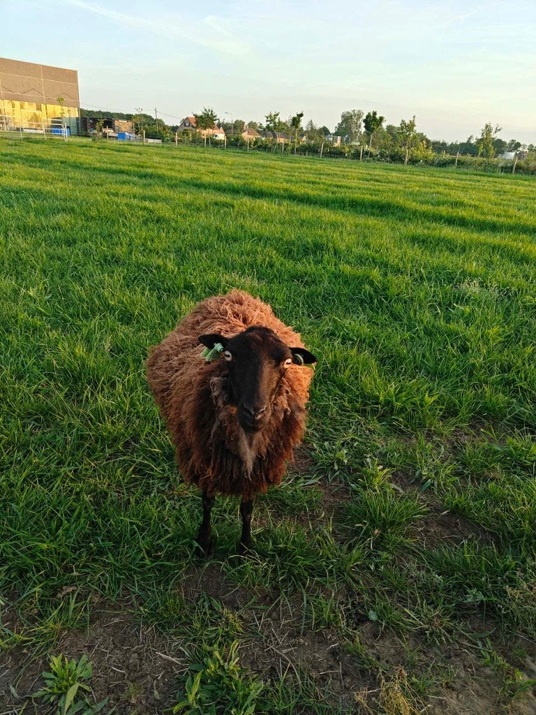 ouessant ooi 120 euro, Dieren en Toebehoren, Schapen, Geiten en Varkens, Vrouwelijk, Schaap, 3 tot 5 jaar