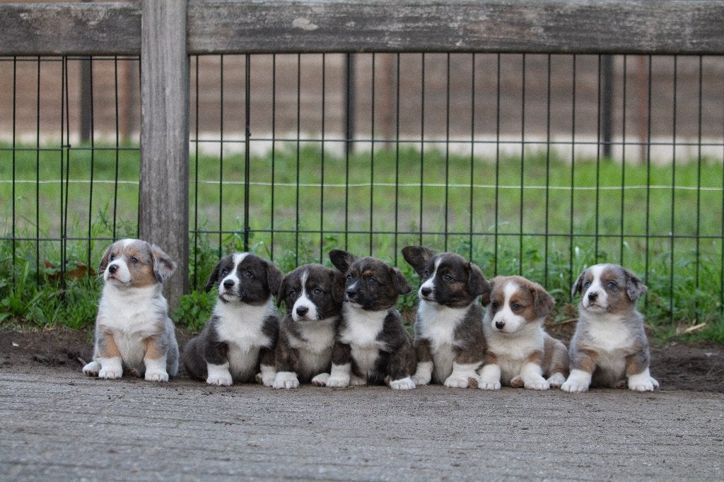 Prachtige welsh corgi pups, Dieren en Toebehoren, België, Fokker | Hobbymatig, Overige rassen, CDV (hondenziekte)