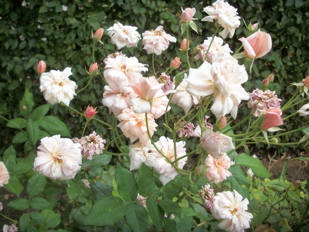 Rozen struiken/planten, Tuin en Terras, Planten | Tuinplanten, Vaste plant, Overige soorten, Volle zon, Zomer, Ophalen
