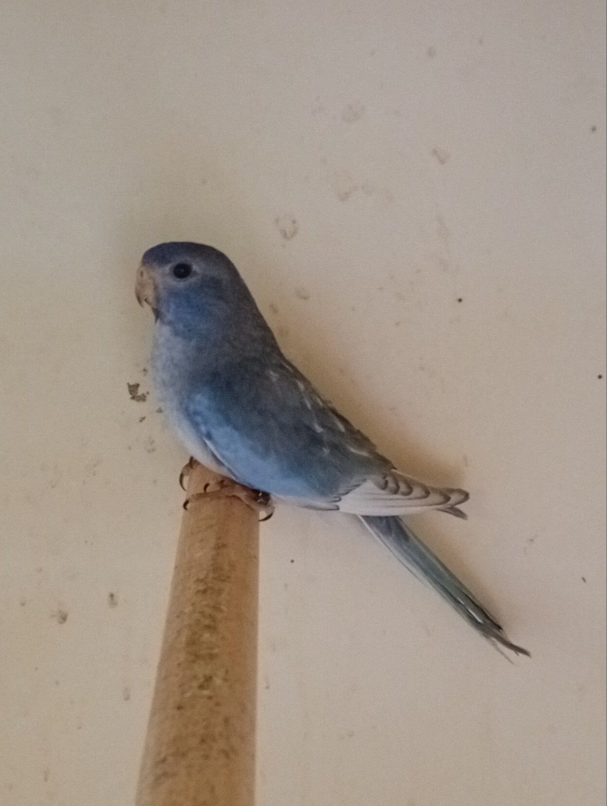 Blauw violet gezoomd split Splendid, Dieren en Toebehoren, Geringd