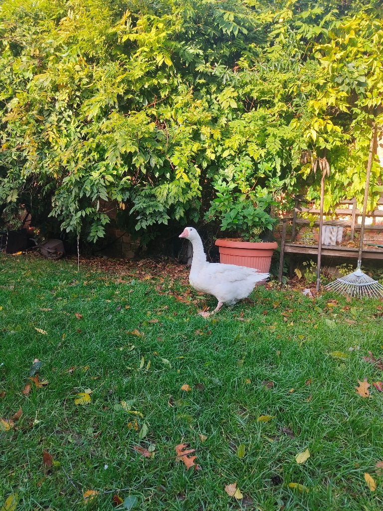 Gans, Dieren en Toebehoren, Vrouwelijk, Gans of Zwaan