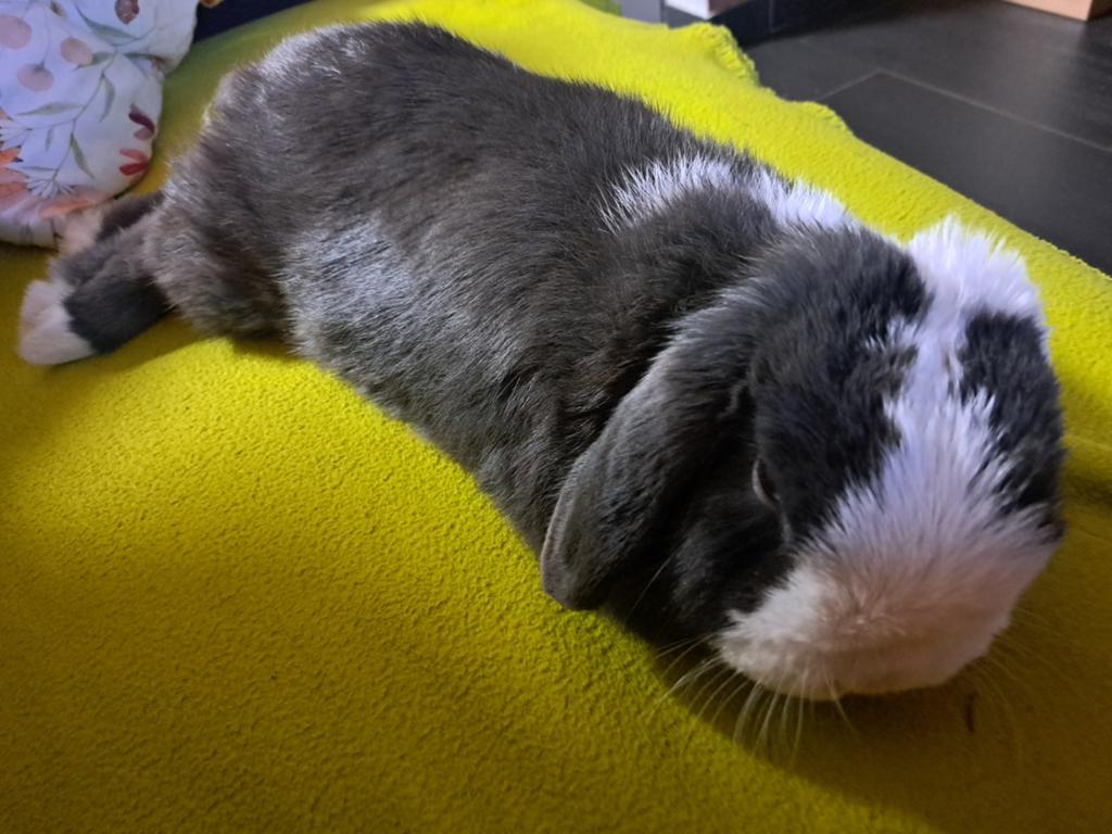 Super tam en lief dwerghangoor, Dieren en Toebehoren, Konijnen, Mannelijk, Dwerg, Hangoor, 0 tot 2 jaar