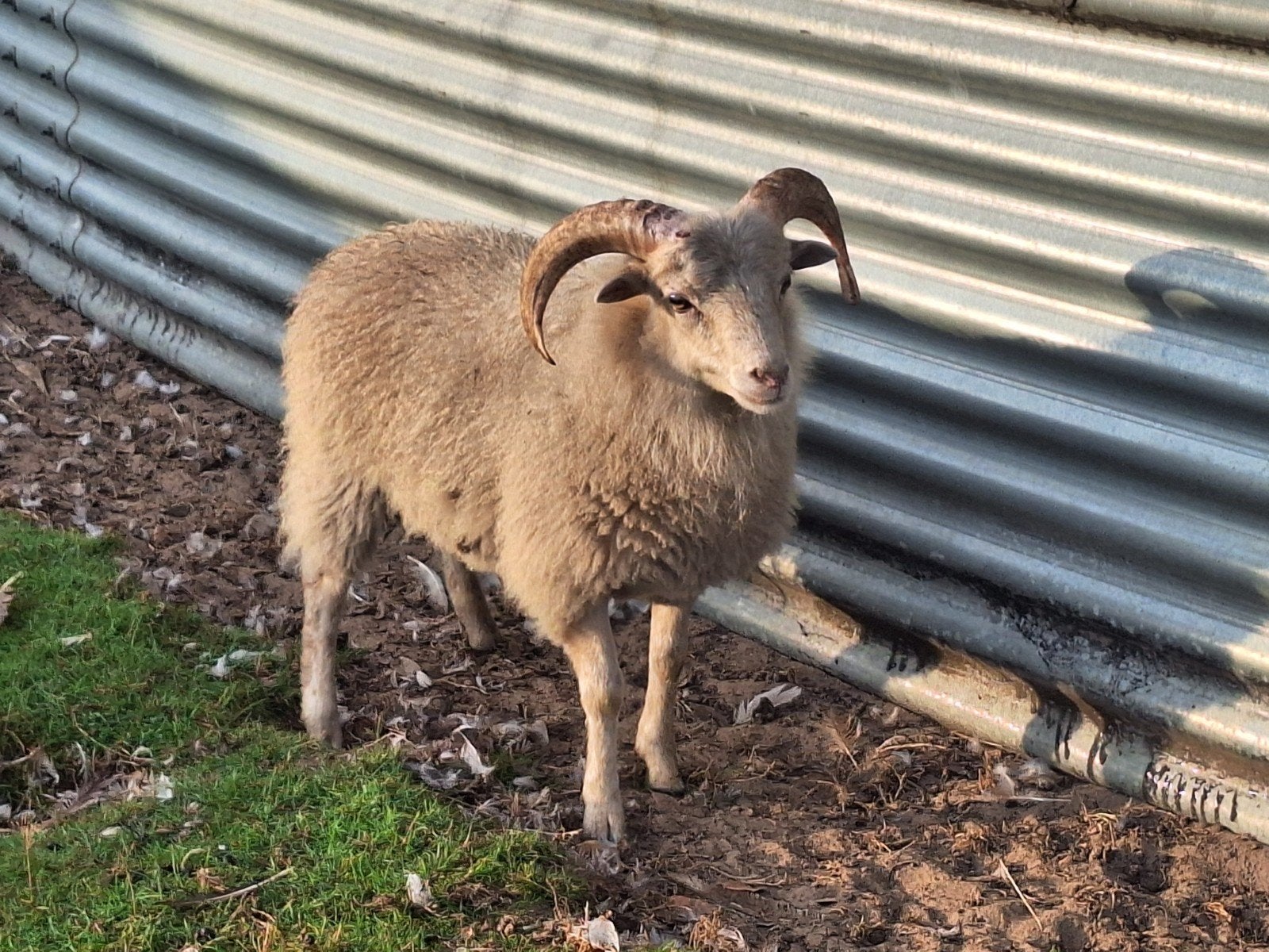 heel mooi wit ouessant rammetje, Animaux & Accessoires, Mâle, Mouton, 0 à 2 ans