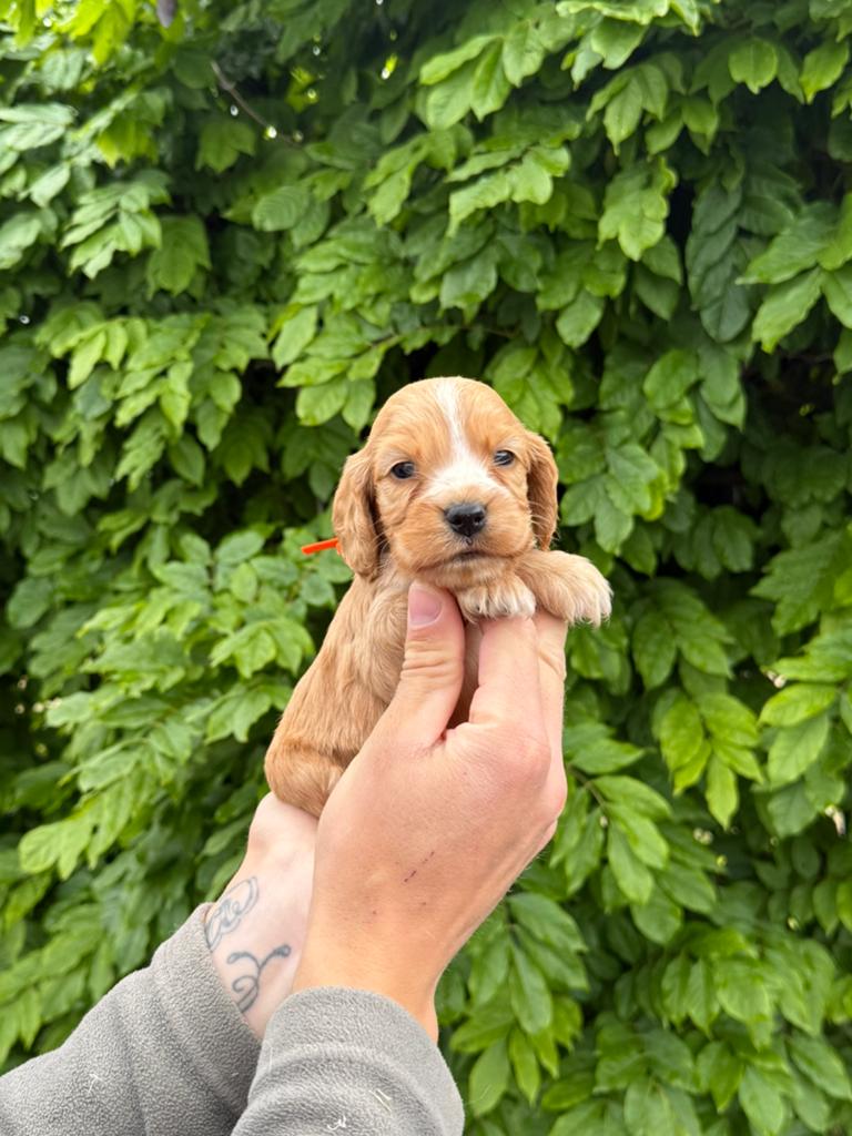 Prachtige engelse cockerspaniel pups, Dieren en Toebehoren, Parvo, België, 8 tot 15 weken, Meerdere